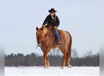 American Quarter Horse, Castrone, 9 Anni, 157 cm, Roano rosso