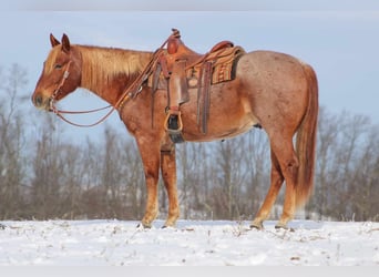 American Quarter Horse, Castrone, 9 Anni, 157 cm, Roano rosso