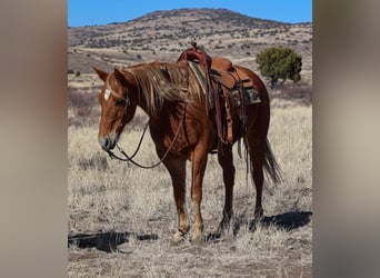 American Quarter Horse, Castrone, 9 Anni, 157 cm, Sauro scuro