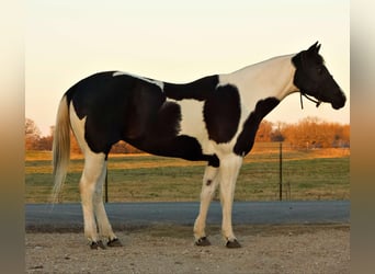 American Quarter Horse, Castrone, 9 Anni, 157 cm, Tobiano-tutti i colori