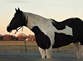 American Quarter Horse, Castrone, 9 Anni, 157 cm, Tobiano-tutti i colori