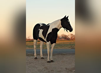 American Quarter Horse, Castrone, 9 Anni, 157 cm, Tobiano-tutti i colori