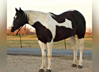 American Quarter Horse, Castrone, 9 Anni, 157 cm, Tobiano-tutti i colori