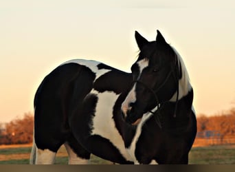 American Quarter Horse, Castrone, 9 Anni, 157 cm, Tobiano-tutti i colori