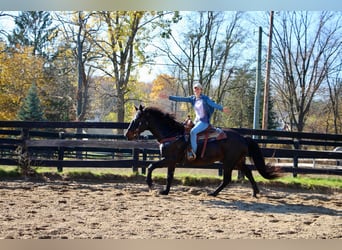 American Quarter Horse, Castrone, 9 Anni, 160 cm, Baio ciliegia