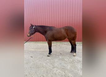 American Quarter Horse, Castrone, 9 Anni, 160 cm, Baio ciliegia