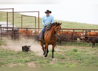 American Quarter Horse, Castrone, 9 Anni, 160 cm, Baio ciliegia