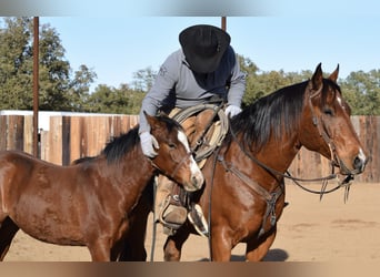 American Quarter Horse, Castrone, 9 Anni, 160 cm, Baio ciliegia