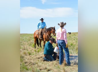 American Quarter Horse, Castrone, 9 Anni, 160 cm, Baio ciliegia