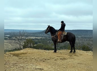 American Quarter Horse, Castrone, 9 Anni, 160 cm, Morello