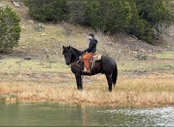 American Quarter Horse, Castrone, 9 Anni, 160 cm, Morello