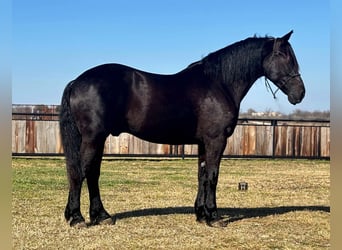 American Quarter Horse, Castrone, 9 Anni, 160 cm, Morello