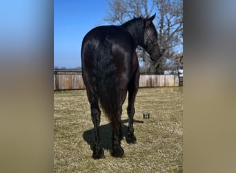 American Quarter Horse, Castrone, 9 Anni, 160 cm, Morello