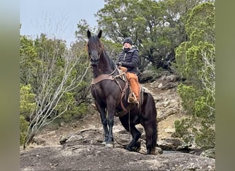 American Quarter Horse, Castrone, 9 Anni, 160 cm, Morello