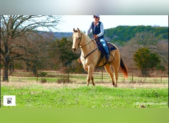 American Quarter Horse, Castrone, 9 Anni, 160 cm, Pelle di daino