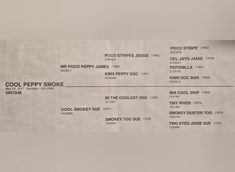 American Quarter Horse, Castrone, 9 Anni, 160 cm, Pelle di daino