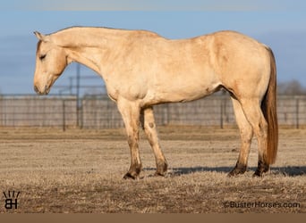 American Quarter Horse, Castrone, 9 Anni, 160 cm, Pelle di daino