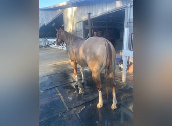 American Quarter Horse, Castrone, 9 Anni, 160 cm, Red dun