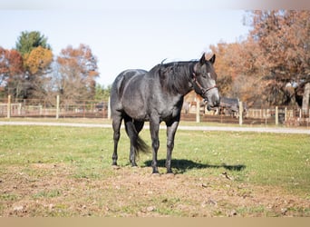 American Quarter Horse, Castrone, 9 Anni, 160 cm, Roano blu