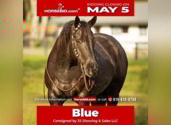 American Quarter Horse, Castrone, 9 Anni, 160 cm, Roano blu