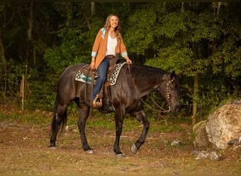 American Quarter Horse, Castrone, 9 Anni, 160 cm, Roano blu