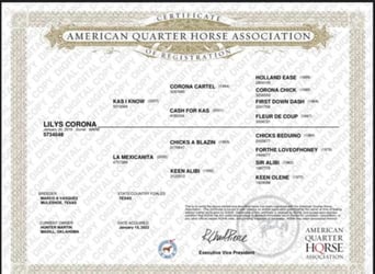 American Quarter Horse, Castrone, 9 Anni, 160 cm, Roano rosso