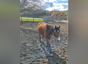 American Quarter Horse, Castrone, 9 Anni, 161 cm, Baio
