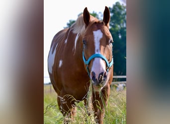 American Quarter Horse, Castrone, 9 Anni, 161 cm, Overo-tutti i colori
