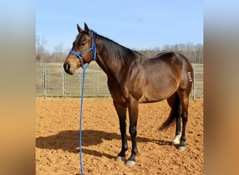 American Quarter Horse, Castrone, 9 Anni, 163 cm, Baio ciliegia