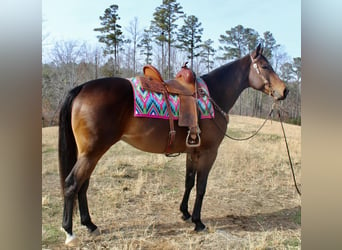 American Quarter Horse, Castrone, 9 Anni, 163 cm, Baio ciliegia