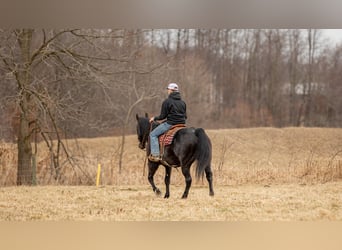 American Quarter Horse, Castrone, 9 Anni, 163 cm, Roano blu