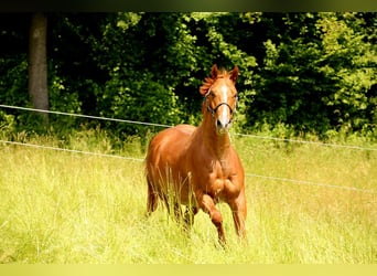 American Quarter Horse, Castrone, 9 Anni, 164 cm, Roano rosso