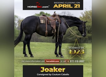 American Quarter Horse, Castrone, 9 Anni, 165 cm, Morello