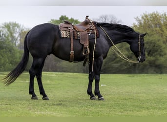 American Quarter Horse, Castrone, 9 Anni, 165 cm, Morello