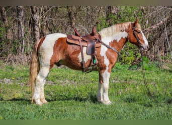 American Quarter Horse, Castrone, 9 Anni, 165 cm, Sauro scuro
