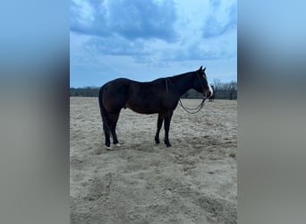 American Quarter Horse, Castrone, 9 Anni, Baio ciliegia