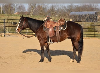 American Quarter Horse, Castrone, 9 Anni, Baio ciliegia