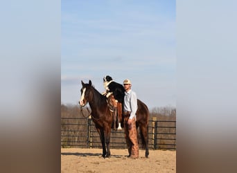 American Quarter Horse, Castrone, 9 Anni, Baio ciliegia