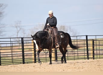 American Quarter Horse, Castrone, 9 Anni, Baio ciliegia