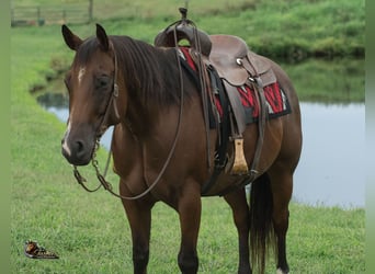American Quarter Horse, Castrone, 9 Anni, Baio ciliegia