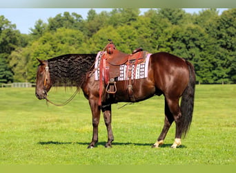 American Quarter Horse, Castrone, 9 Anni, Baio
