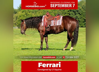 American Quarter Horse, Castrone, 9 Anni, Baio