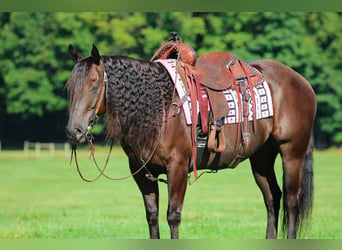 American Quarter Horse, Castrone, 9 Anni, Baio