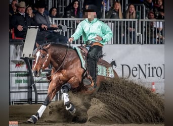 American Quarter Horse, Castrone, 9 Anni, Baio
