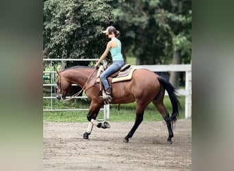 American Quarter Horse, Castrone, 9 Anni, Baio