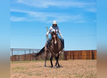 American Quarter Horse, Castrone, 9 Anni, Baio roano