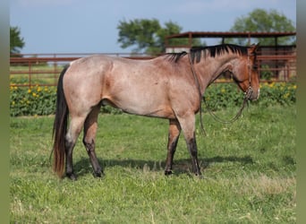 American Quarter Horse, Castrone, 9 Anni, Baio roano