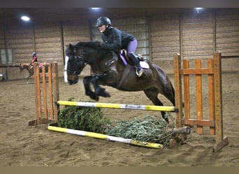 American Quarter Horse, Castrone, 9 Anni, Baio scuro