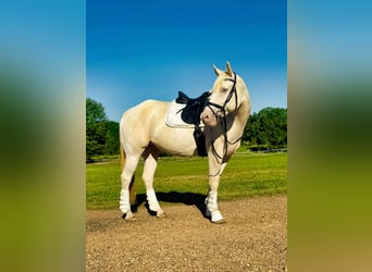 American Quarter Horse, Castrone, 9 Anni, Champagne