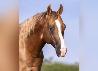 American Quarter Horse, Castrone, 9 Anni, Dunalino
